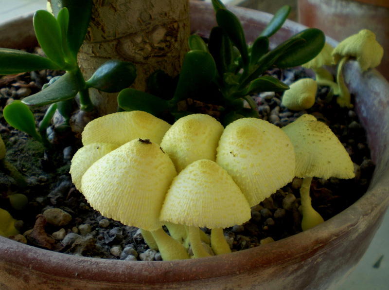 sempre loro (L. flos-sulphuris)